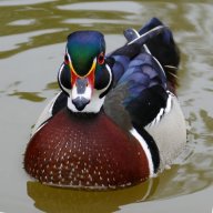 Quack