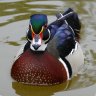 Quack